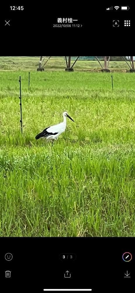 幸の鳥💕