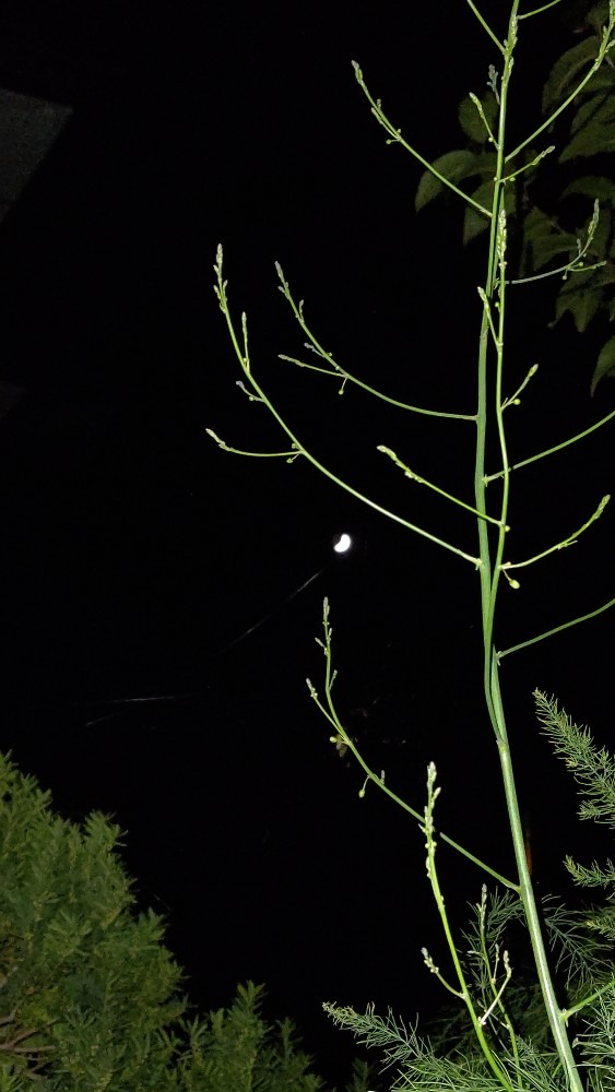 今夜の月🌒