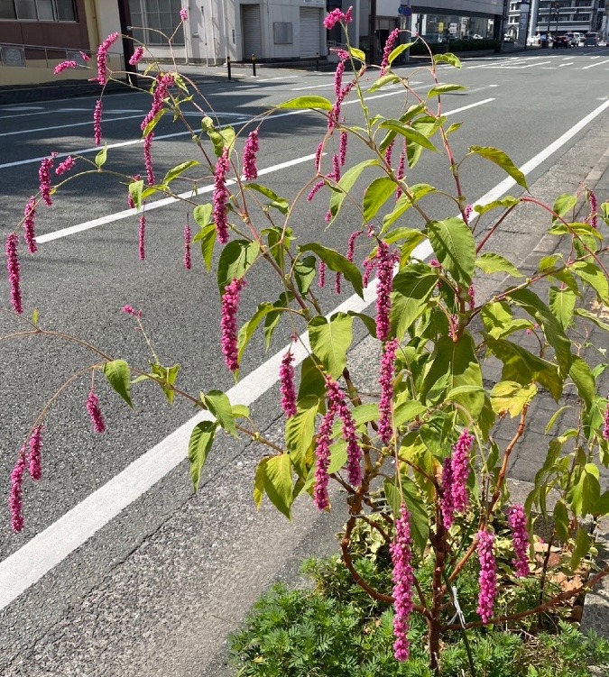 花倶楽部 アマランサス Sinq シンク