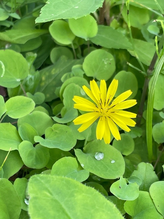 好きな花