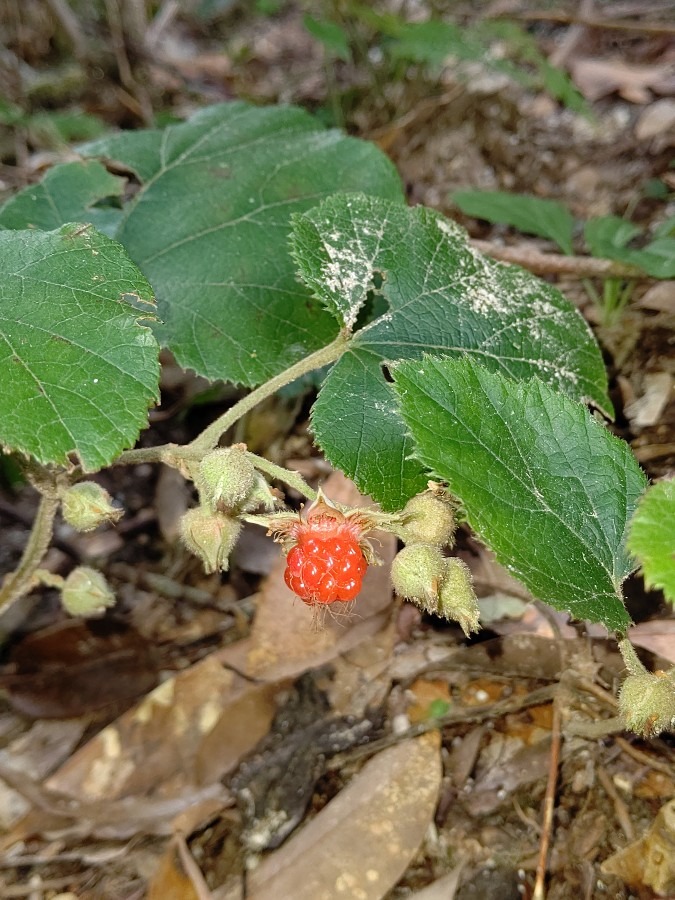 野いちご🍓🍓