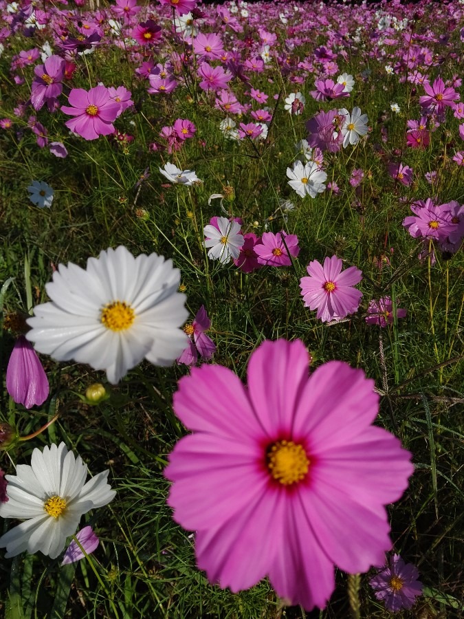 コスモス🌼🌸