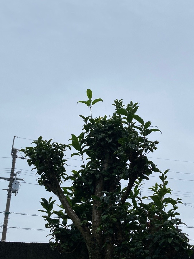 おはよう☔️