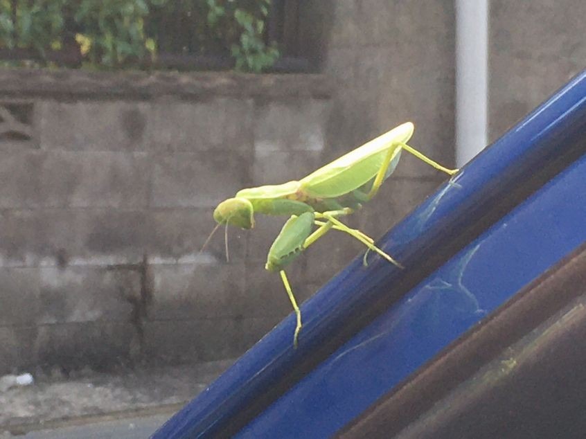 夏日の福岡県。カマキリに出会いました。