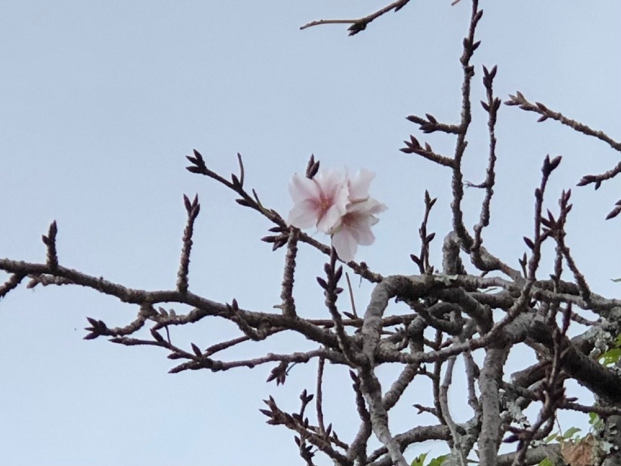 🌸枯れ木に花を🌸