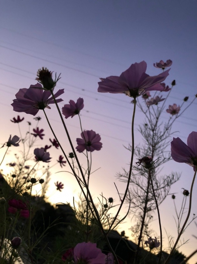 ☀️夕焼け🌸