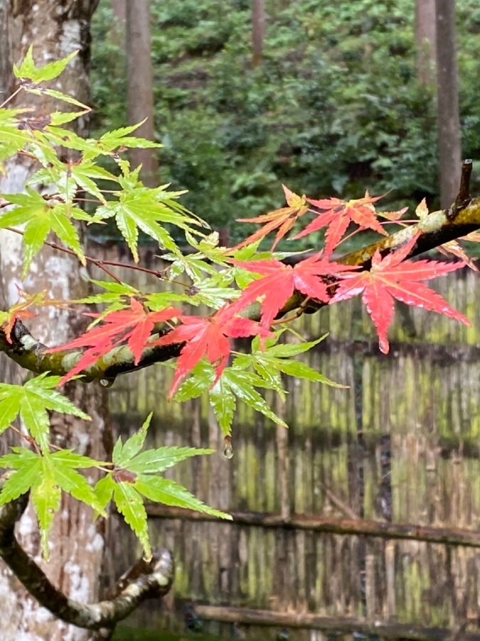 紅葉🍁