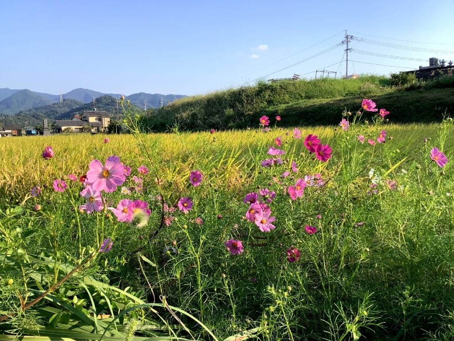 あきだなあ❣️