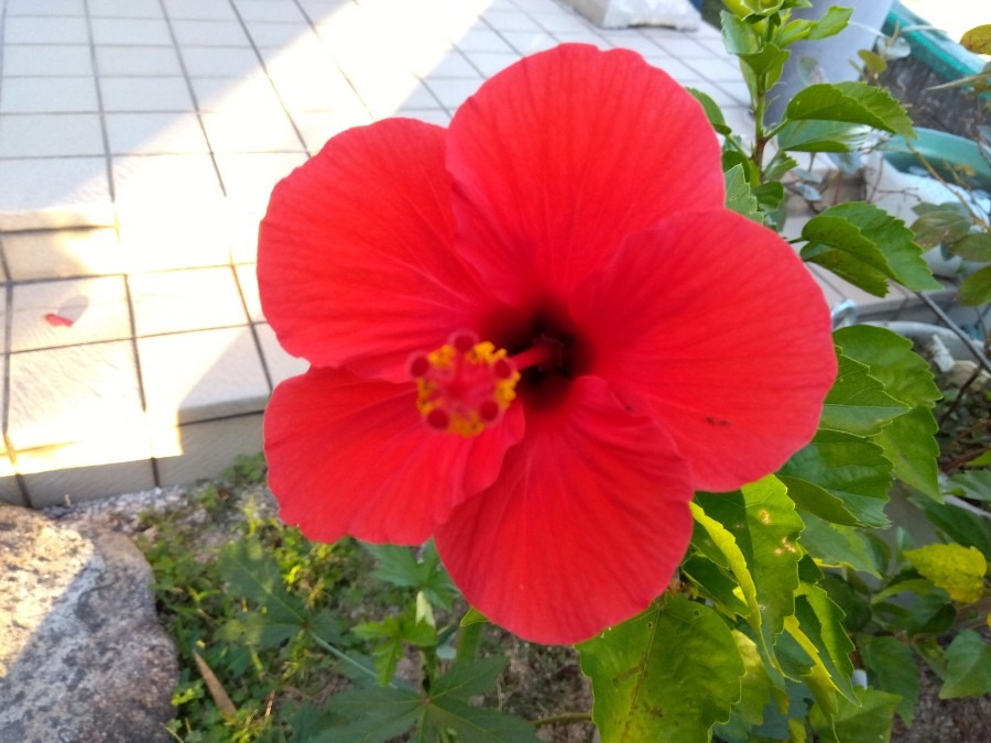 まだまだ咲いてます🌺①