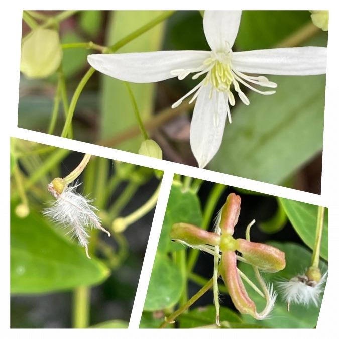 花倶楽部　　センニンソウの種