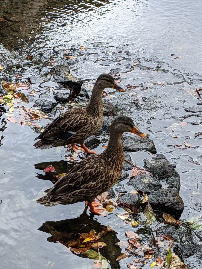 鴨さん🦆🦆