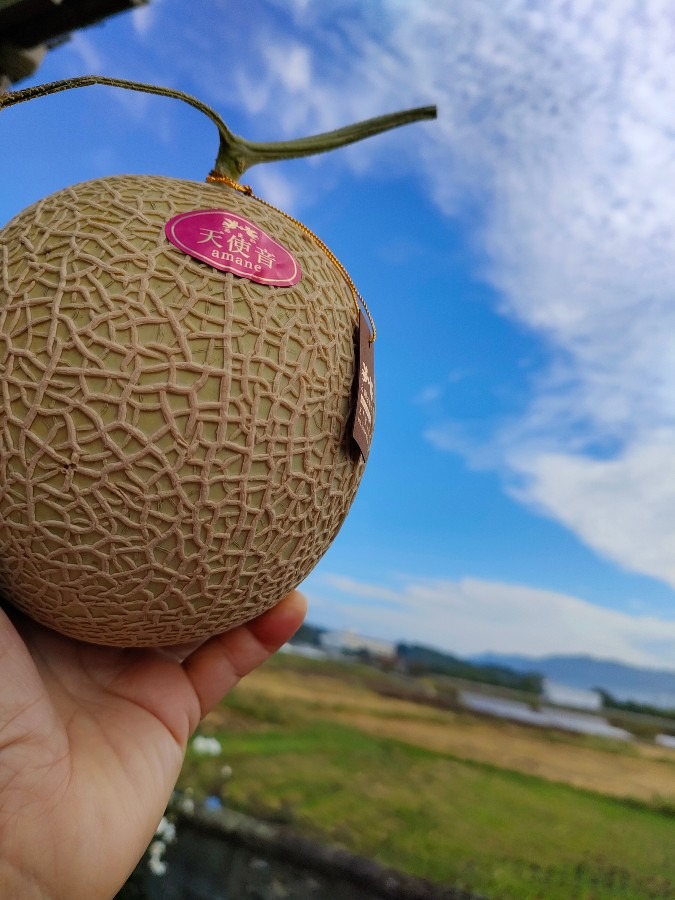 青空に映える天使音メロン