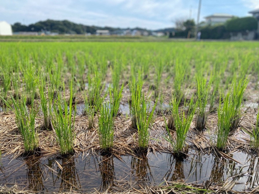 平塚の田んぼ