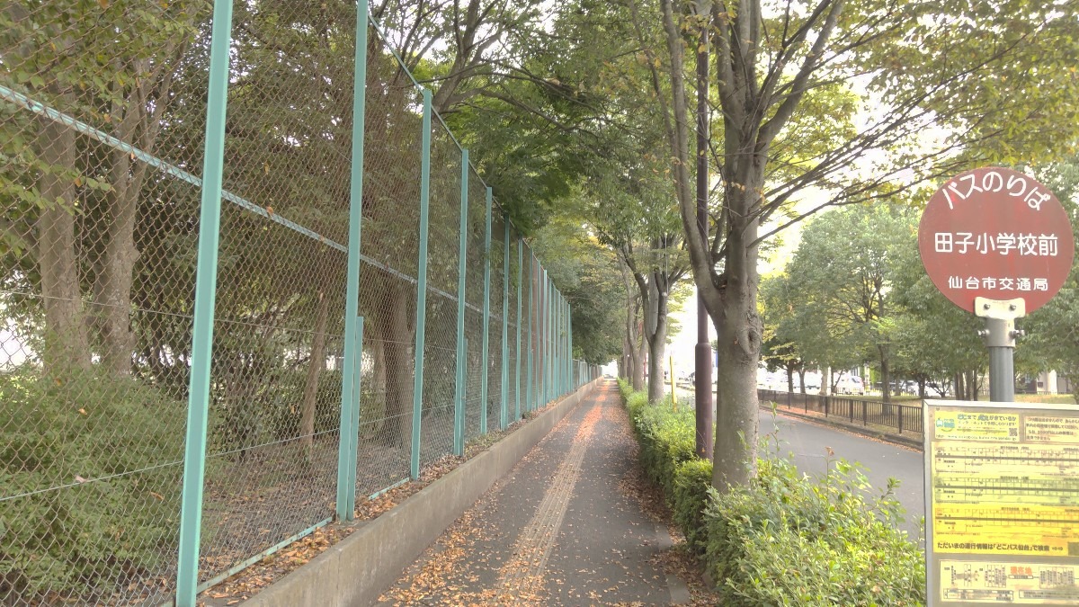 通学路の街路樹。