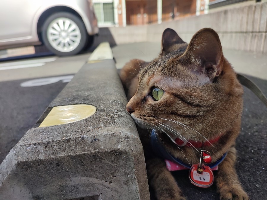 今日のルルしゃん🐱ニャンだ❢👀