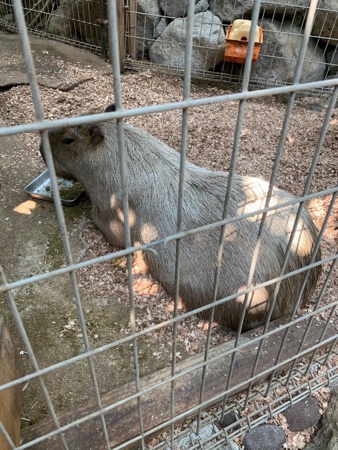 カピバラってネズミの仲間って知ってました‼️