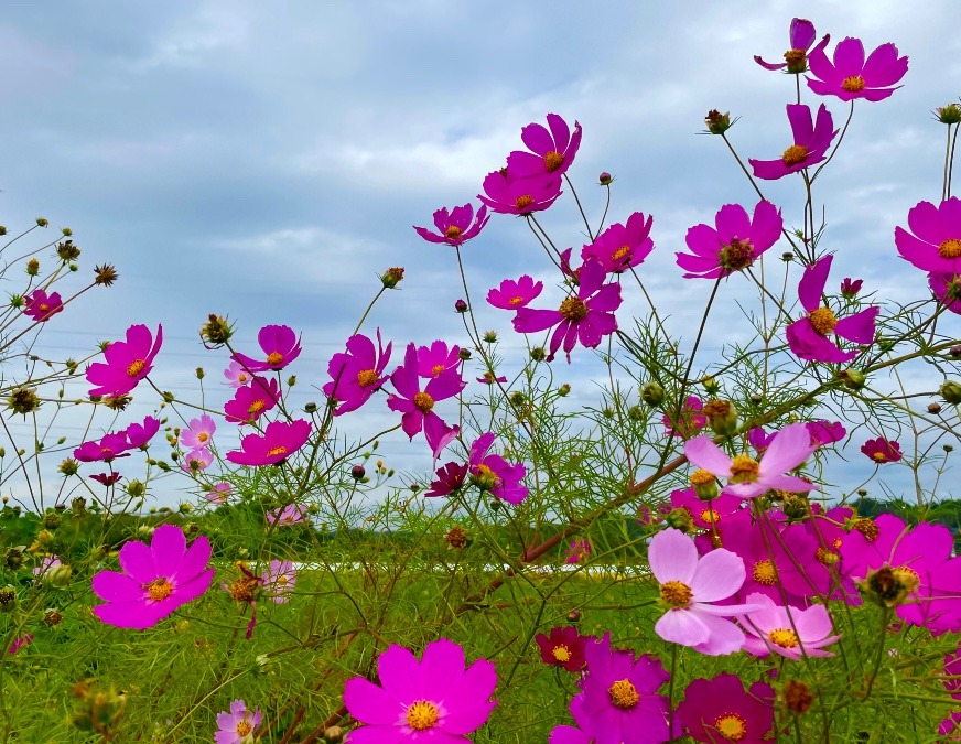 日光浴🌸🌸