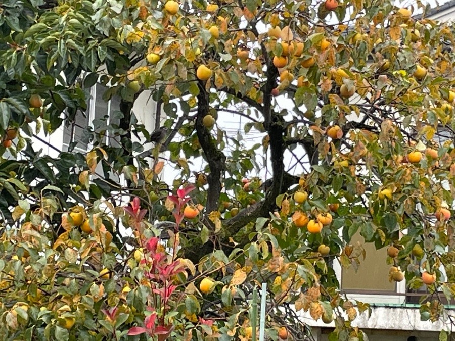 可愛い雨宿り☔️