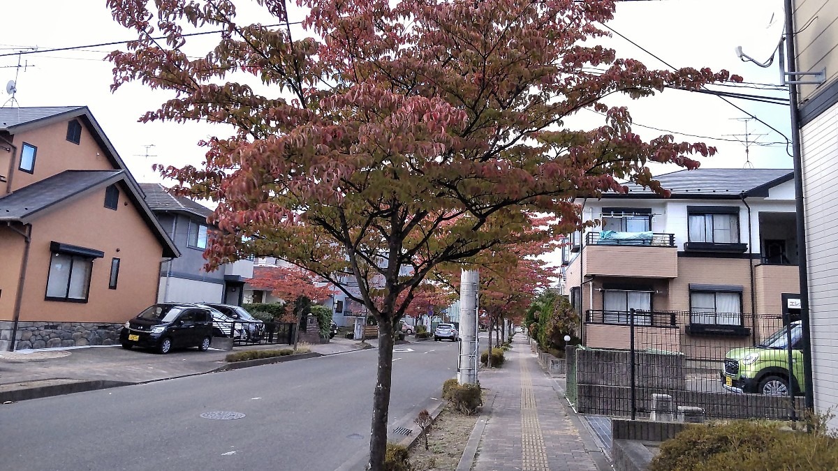 公園の街路樹(1)