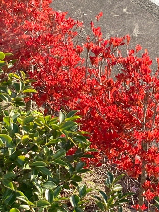 散歩道紅葉が眩しい❣️