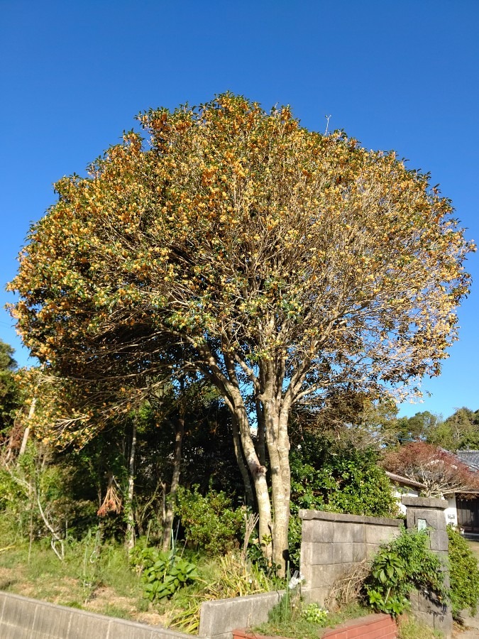 満開🌳