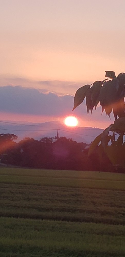 おっきな朝日🌅