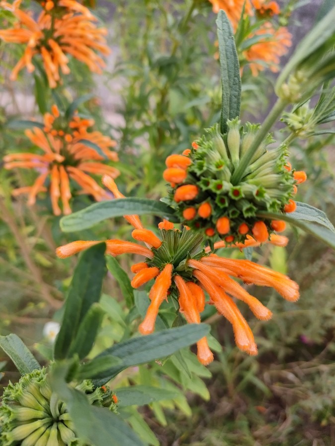 カエンキセワタ　花倶楽部