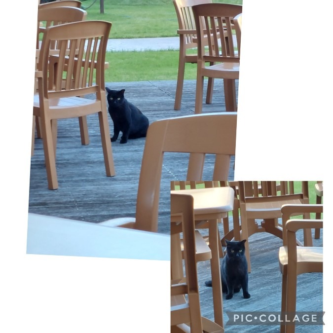 ホテルで見かけた黒ネコちゃん
