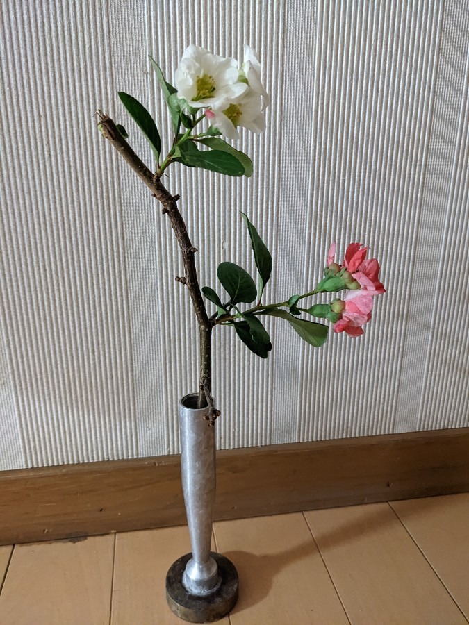 ボケの花🌸