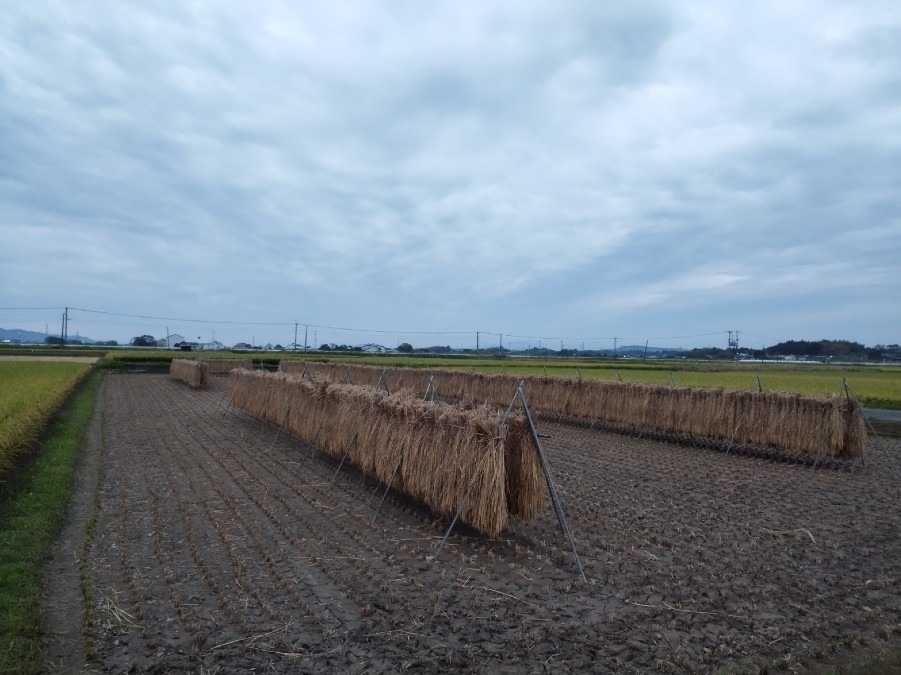 稲刈り☆始まってますね(^.^)