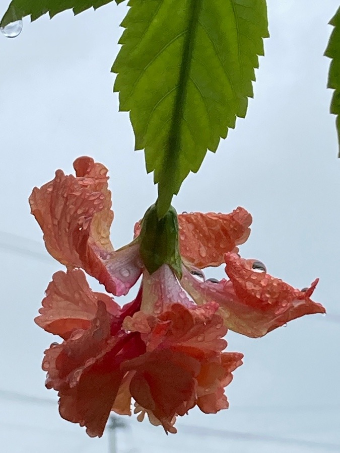 雨にも負けず