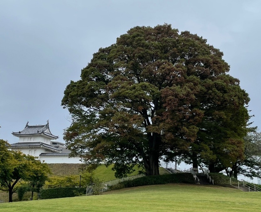 朝空✨