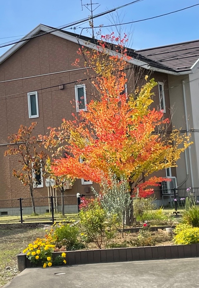 キレイな秋みつけた〜🍁