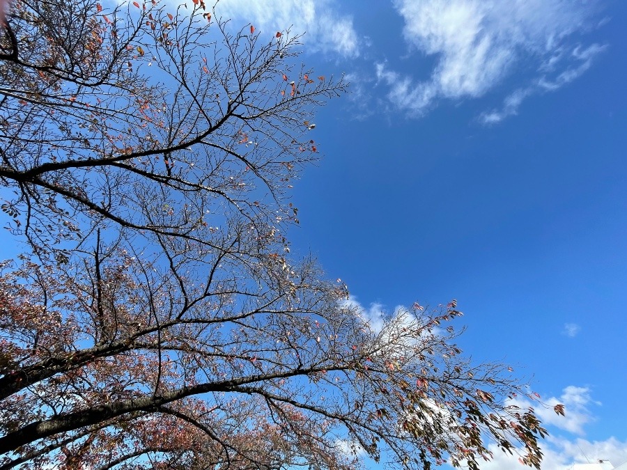 桜の香りがした