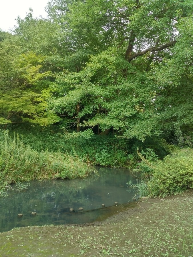 森林公園です！