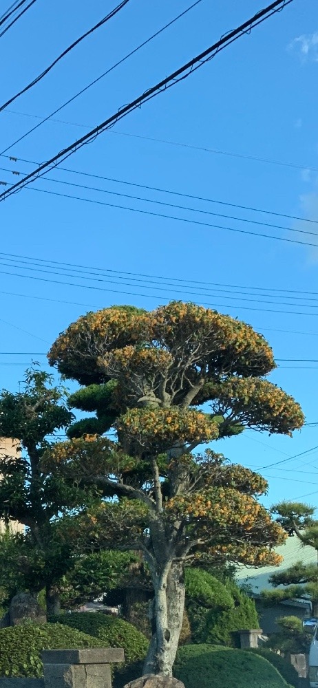 キンモクセイもカット🌳