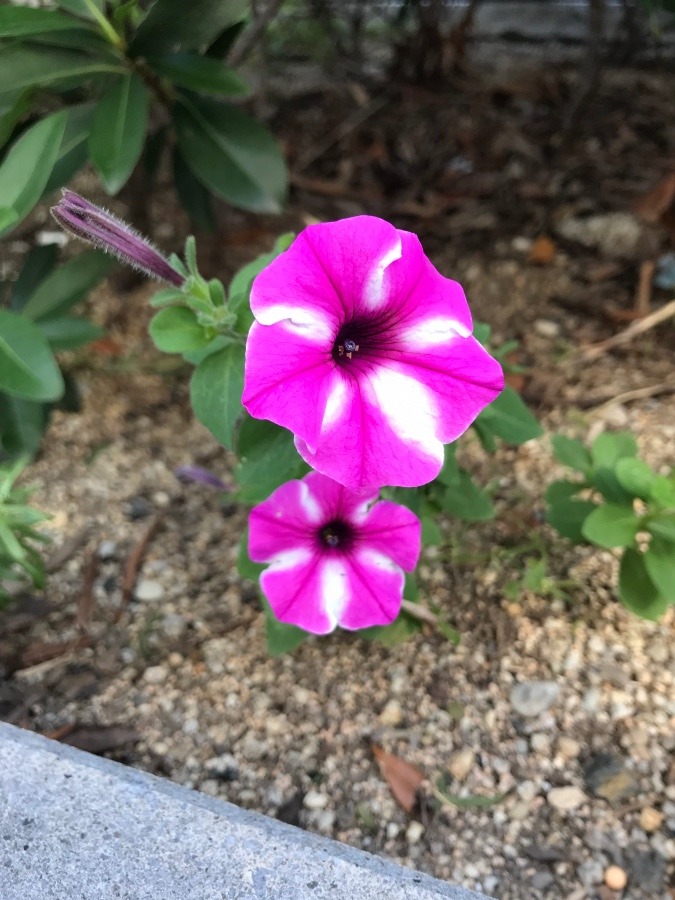 🌸可愛い〜お花🌸