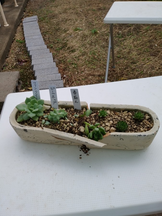 台風の爪痕④　多肉植物😨