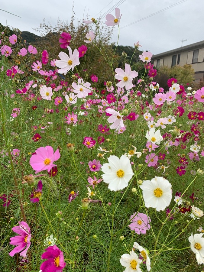 秋です❗️コスモスです❗️