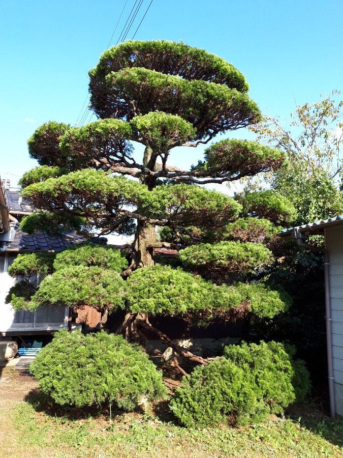 イブキの木すっきり