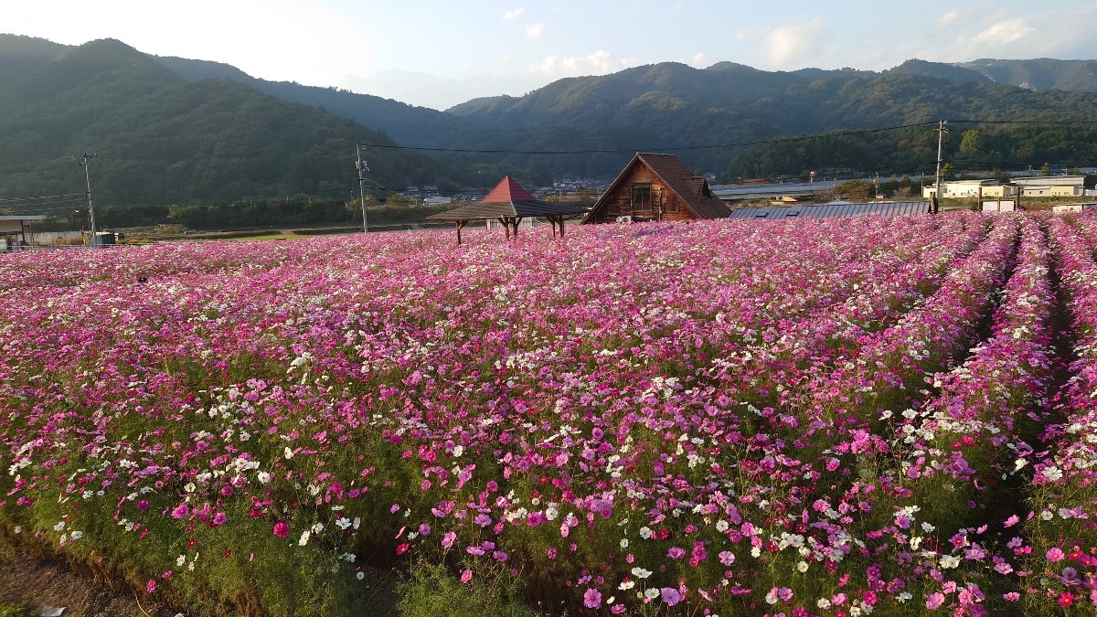 北房町の道の駅にて