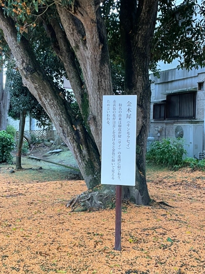 この看板約150センチ