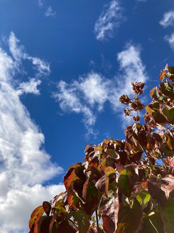 秋の空