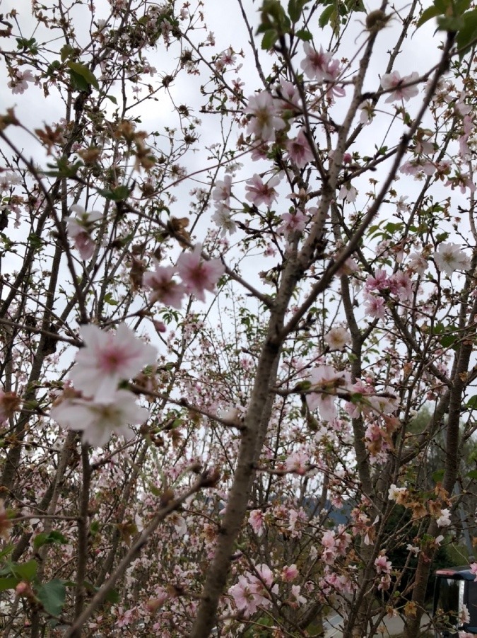 🌸秋の桜🌸