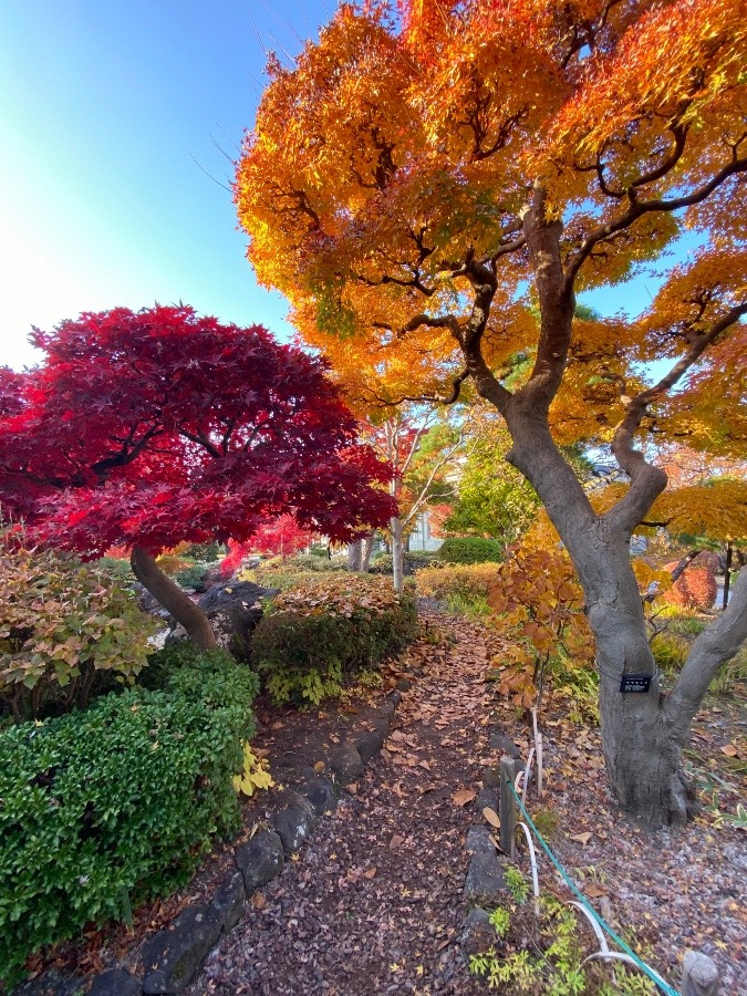 庭園🍁🍁🍁