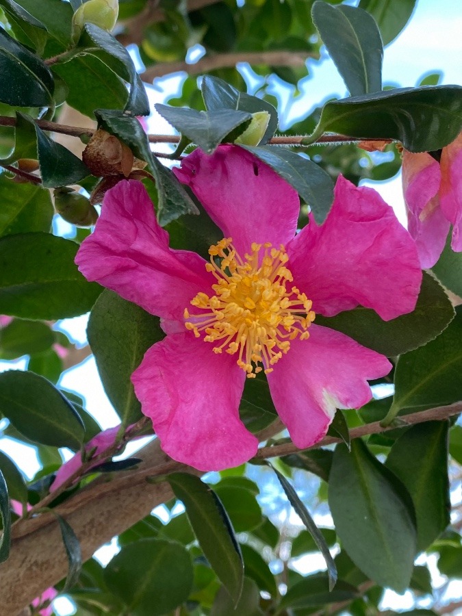 花🌸🌸🌸