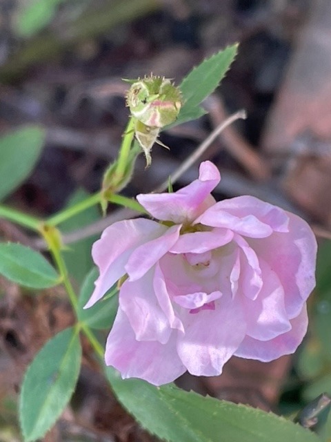 花倶楽部　　ミニバラ