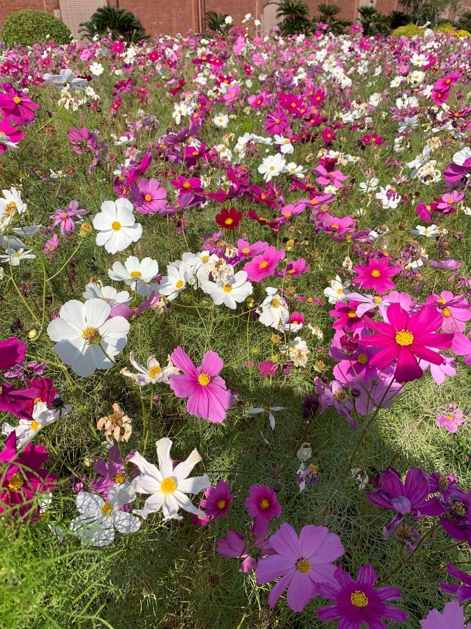 まだまだ咲きます💪🌸🌺