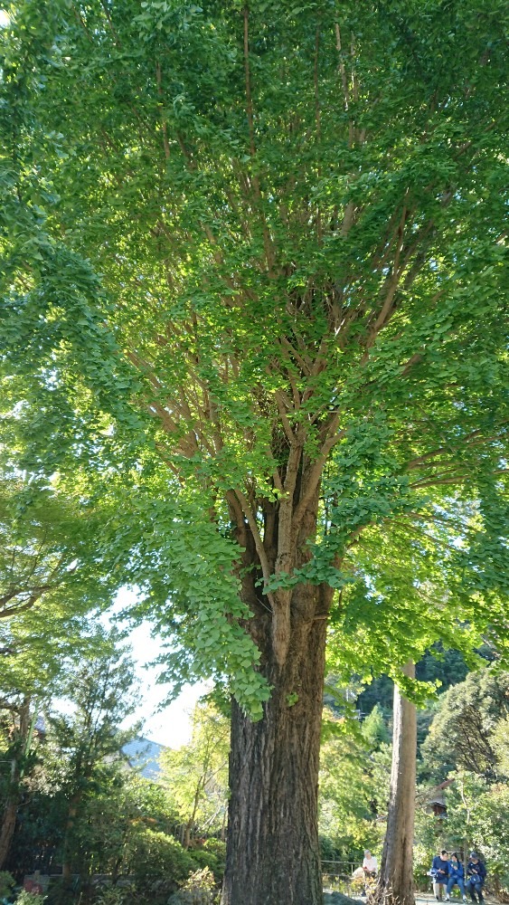 大きな銀杏の木🍀〜