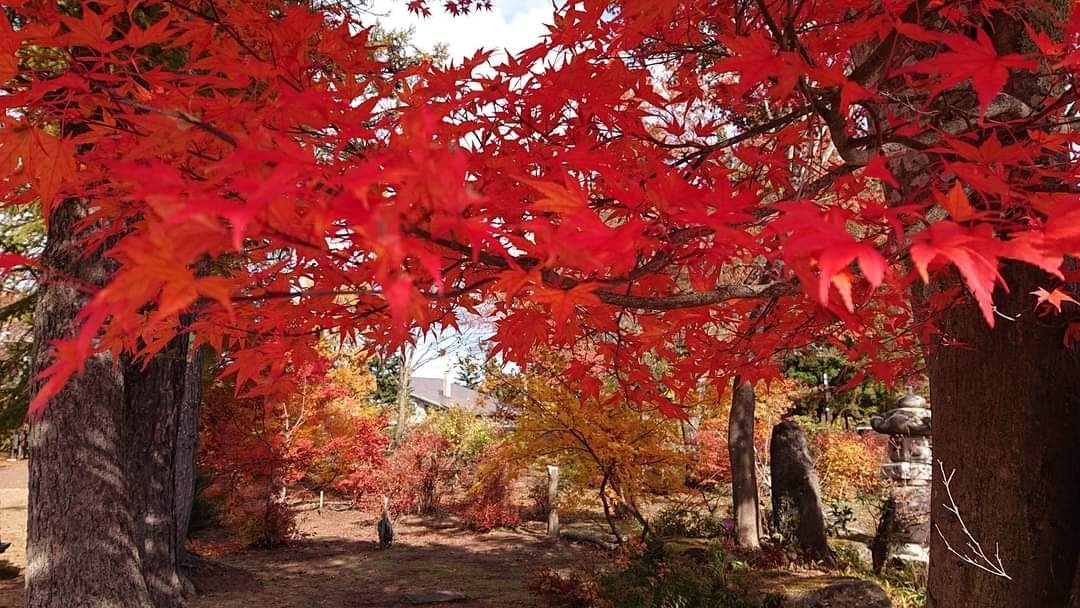 もみじ🍁